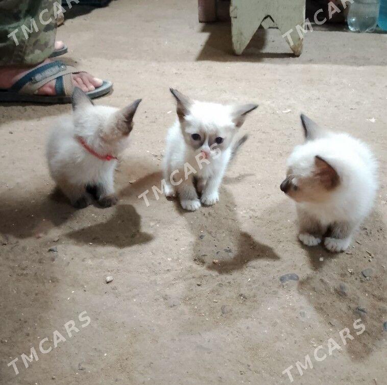 сиам котята - Mary - img 4