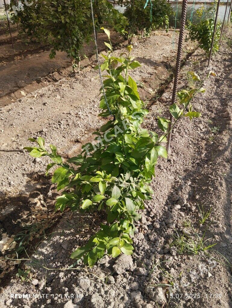 limon sitil - Murgap - img 2