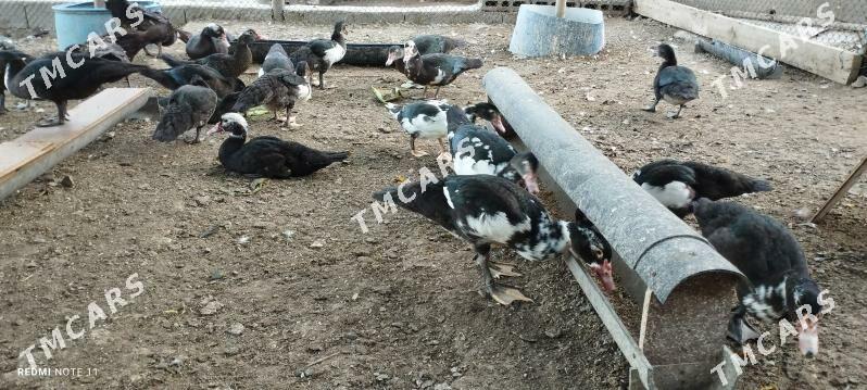 индаутки - Türkmenbaşy - img 4