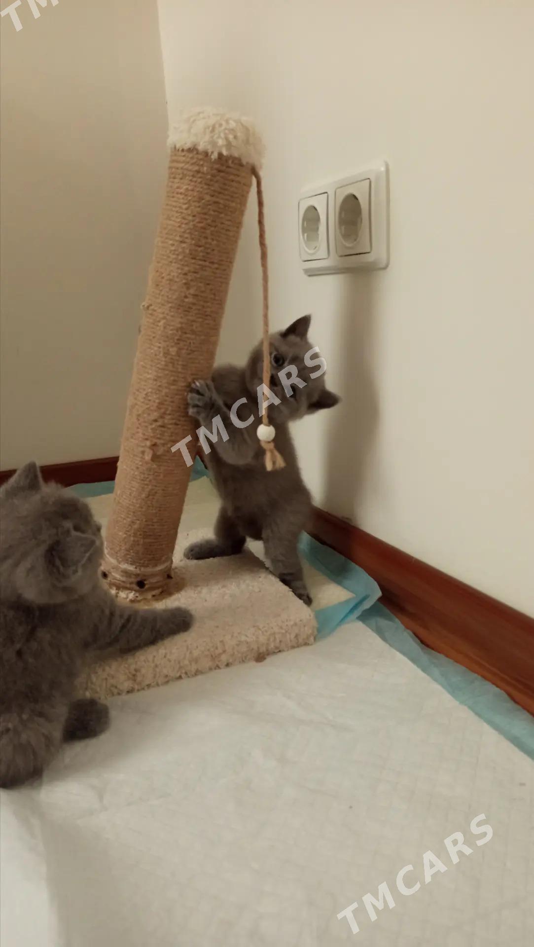 котята - Howdan "B" - img 1