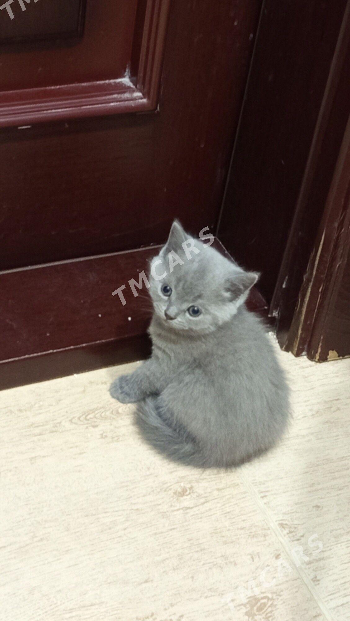 котята - Howdan "B" - img 4
