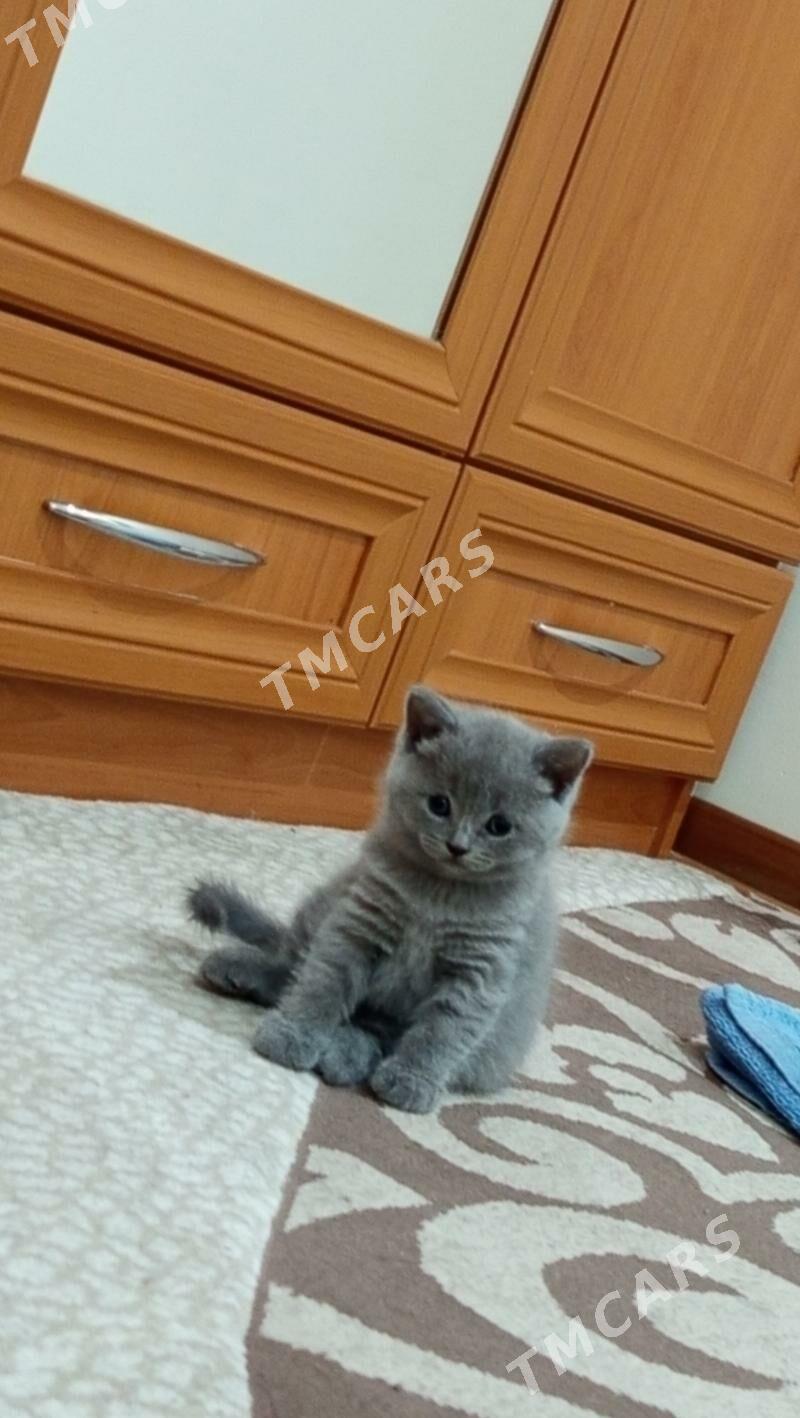 котята - Howdan "B" - img 3