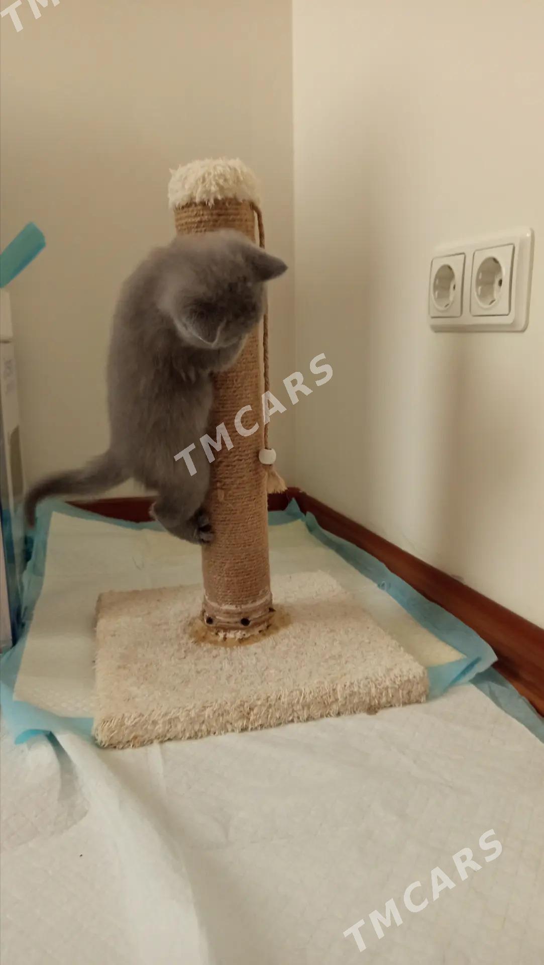 котята - Howdan "B" - img 2