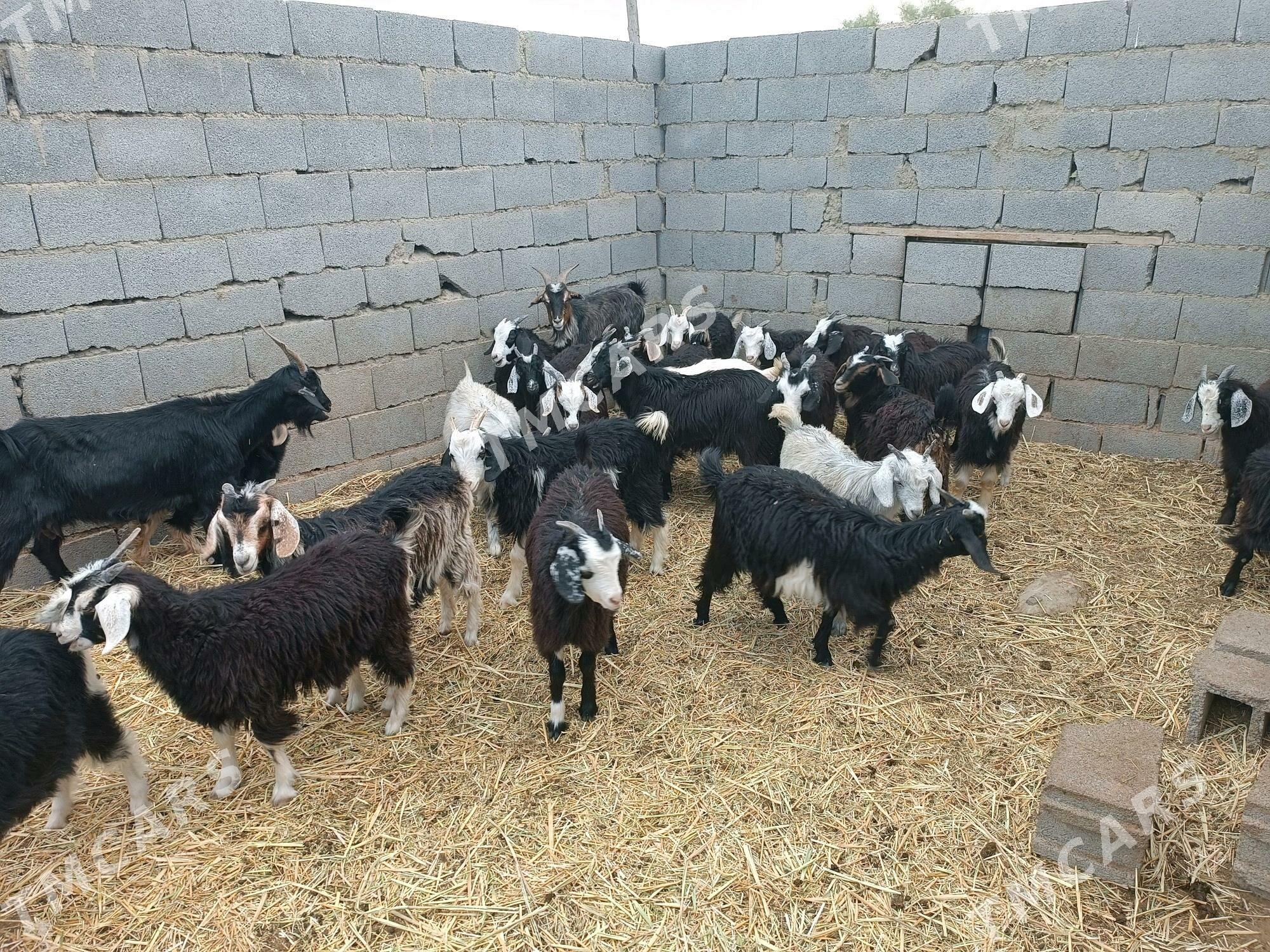 Çewişler - Bäherden - img 2