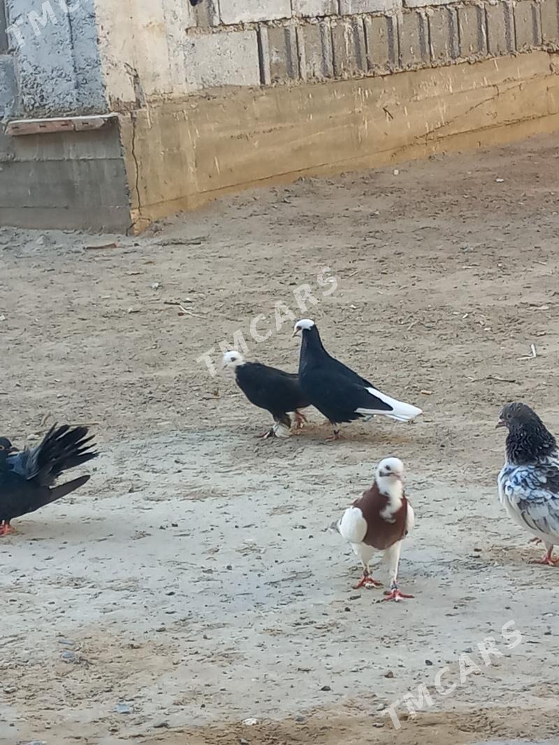 kepderi - Hitrowka - img 3