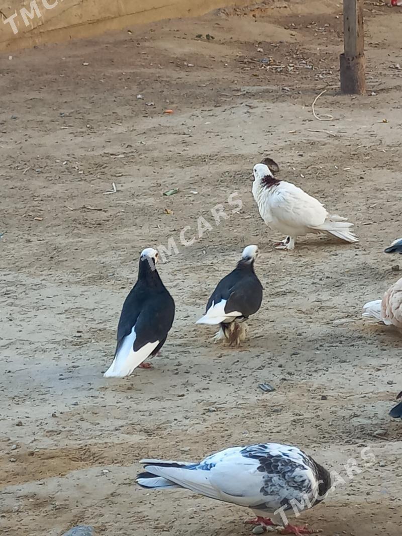 kepderi - Hitrowka - img 2