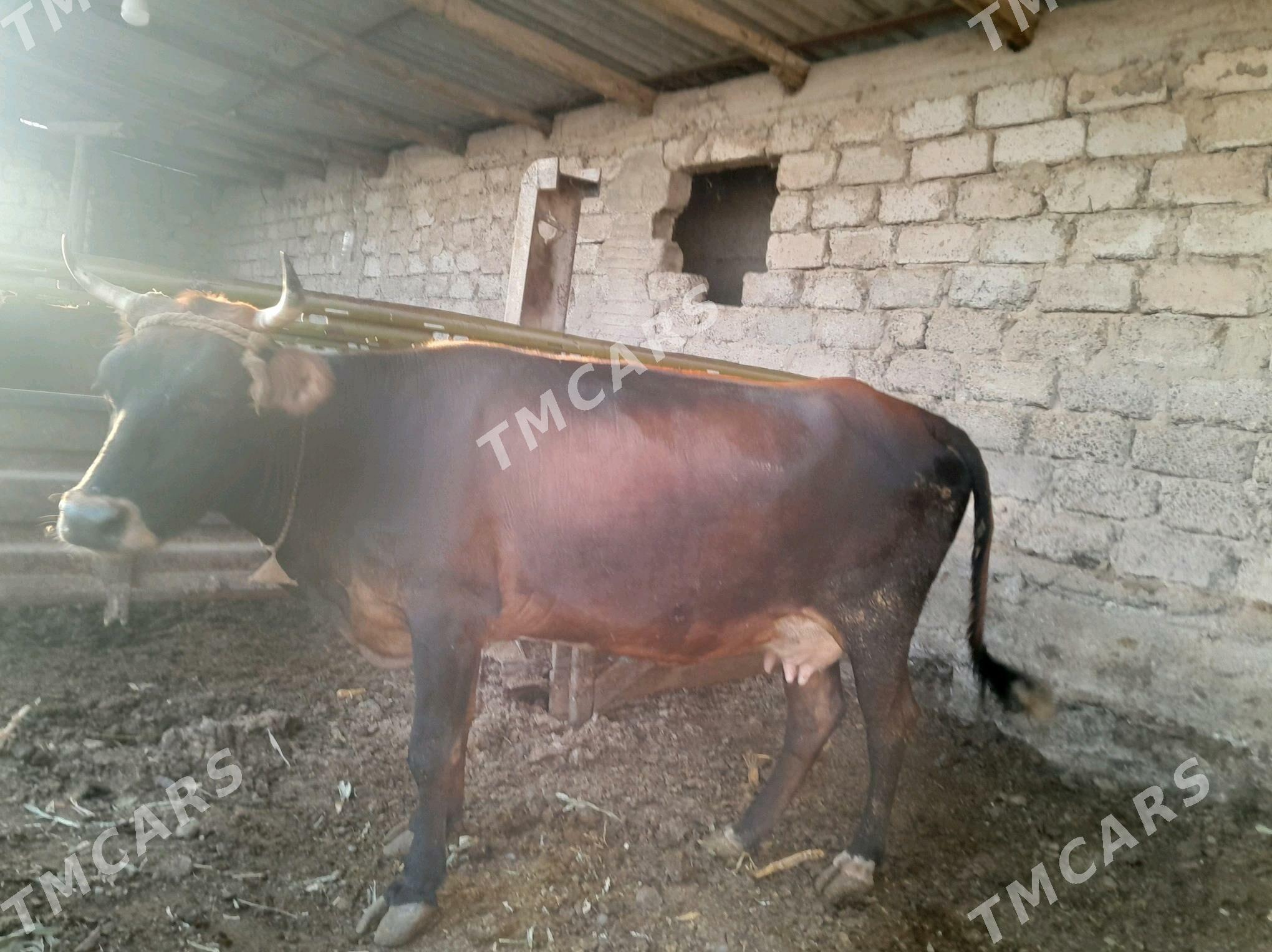 gölli sygyr - Büzmeýin - img 2