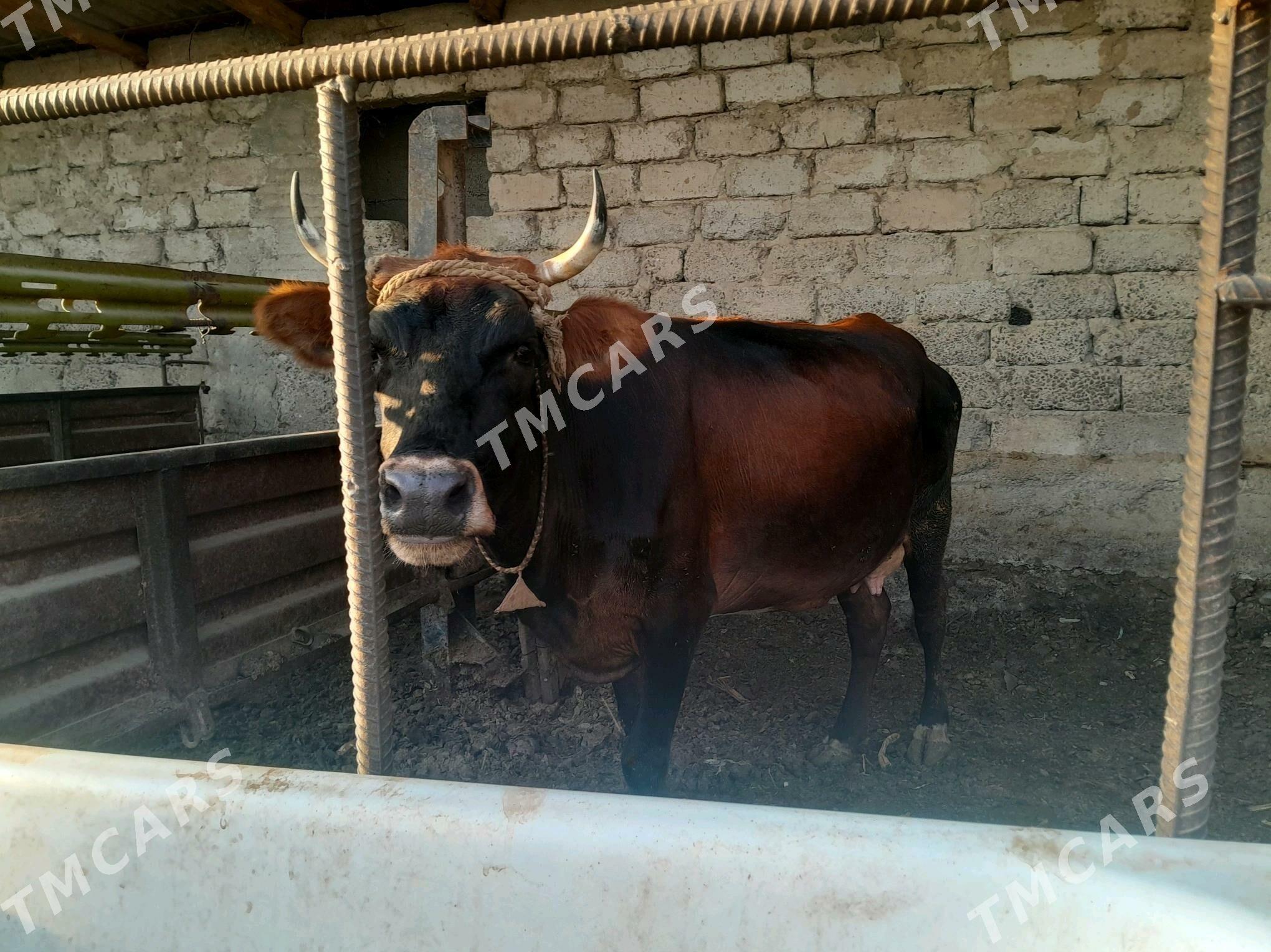 gölli sygyr - Büzmeýin - img 3
