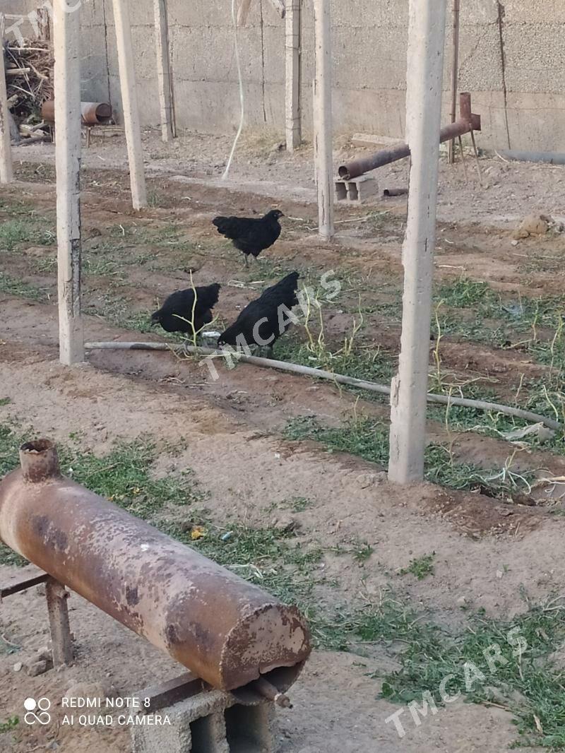 Gigant gara sazada - Büzmeýin - img 2