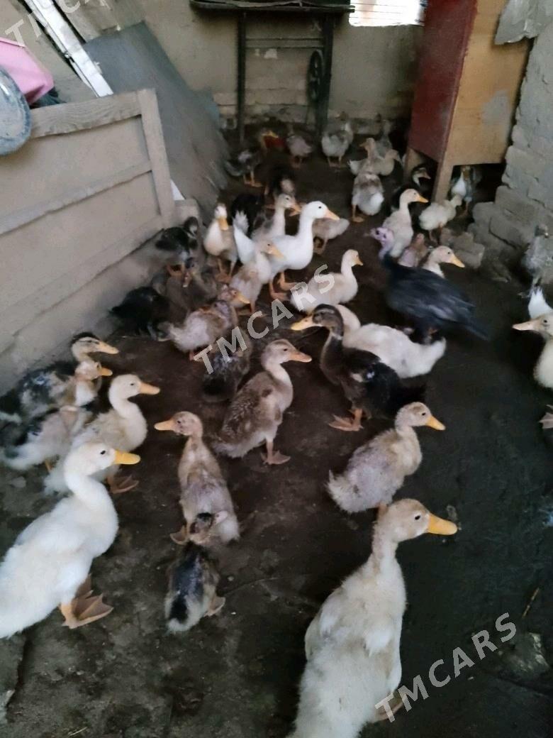 ordek - Wekilbazar - img 2