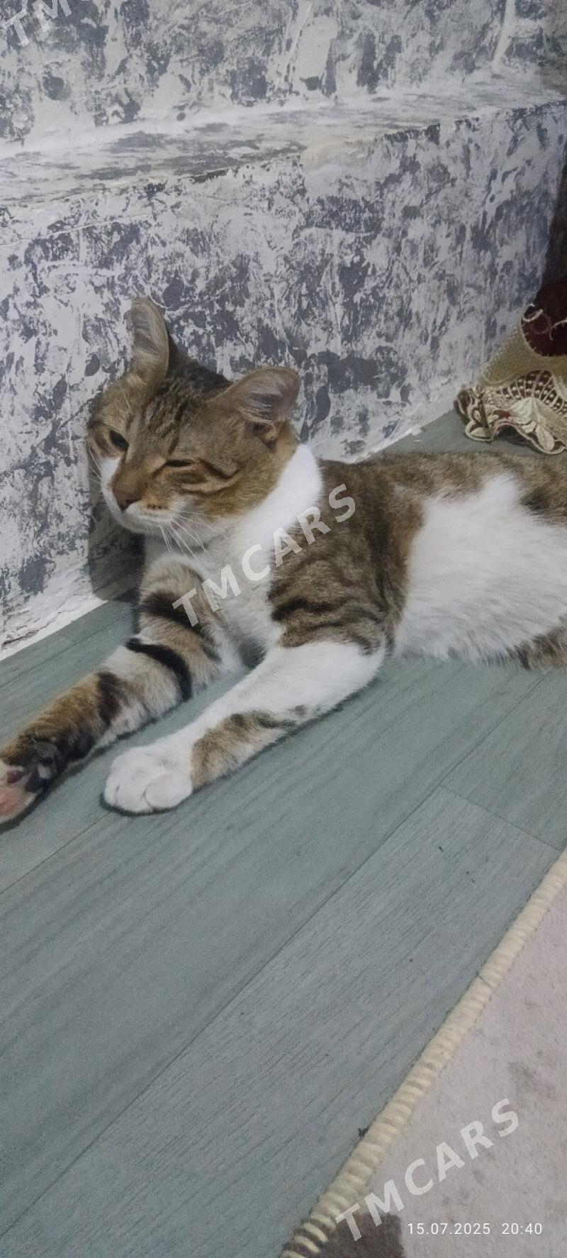 КОШКА - Ашхабад - img 2
