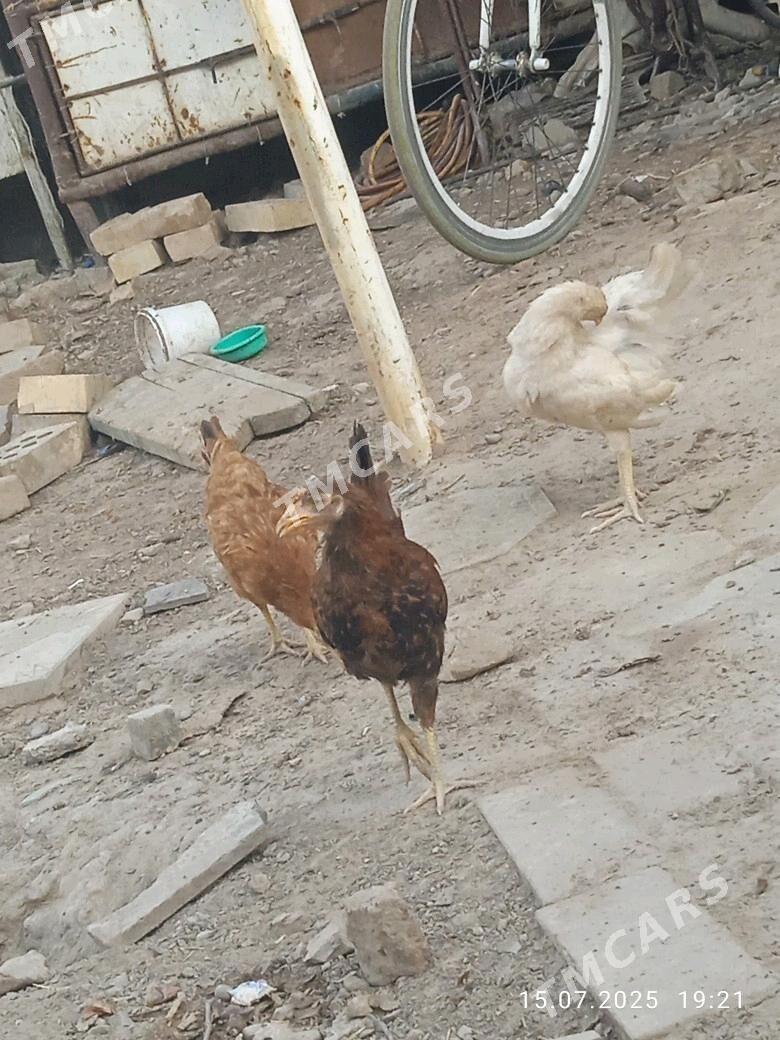 gyssagly yllalaşyk - Baýramaly - img 2