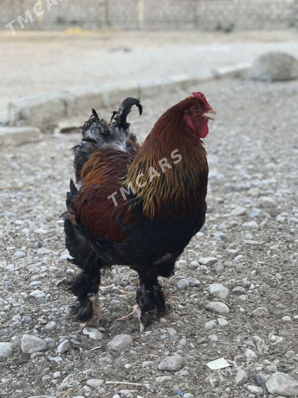brama horaz - Balkanabat - img 3