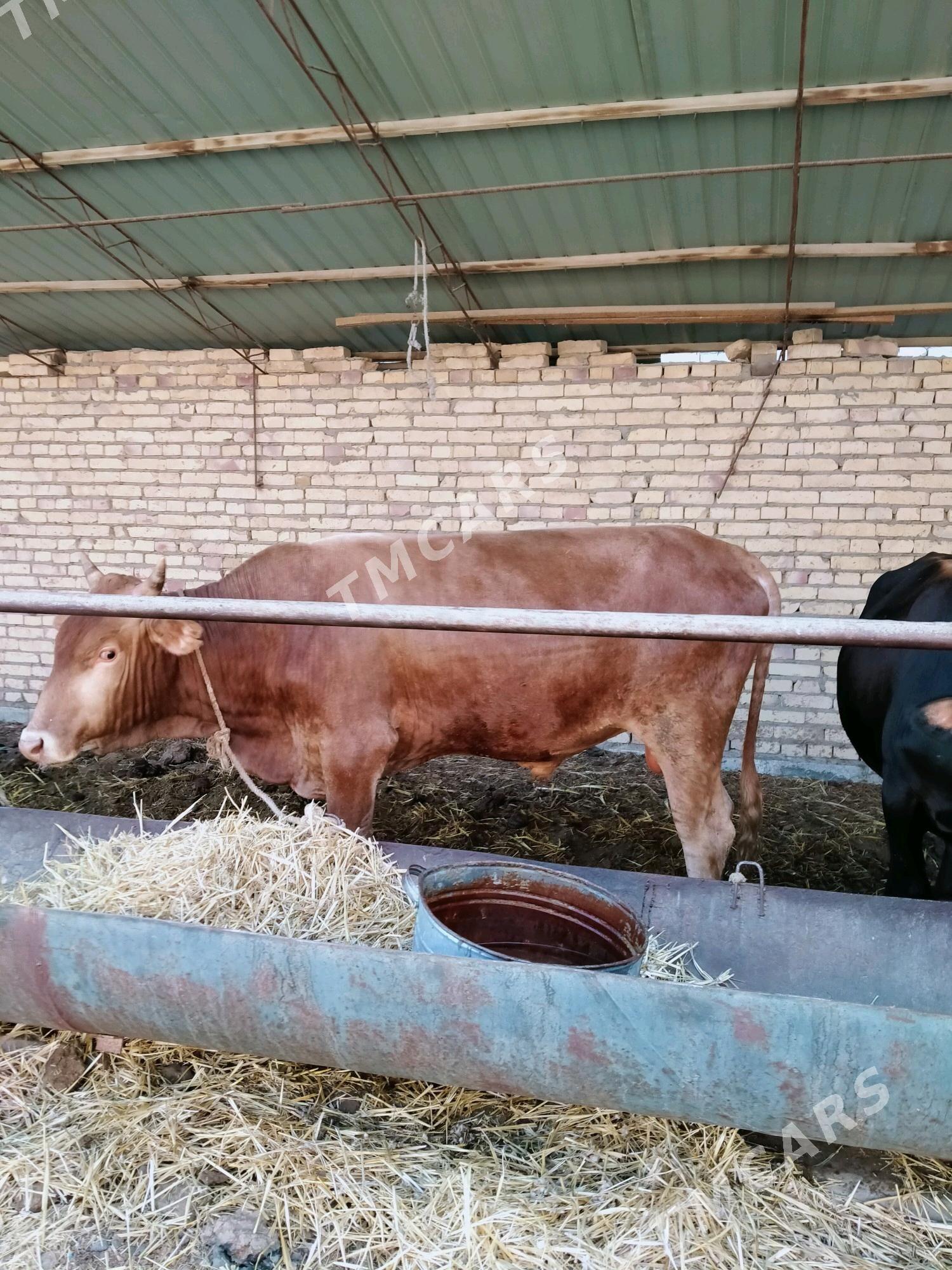 okuz - Çärjew - img 2