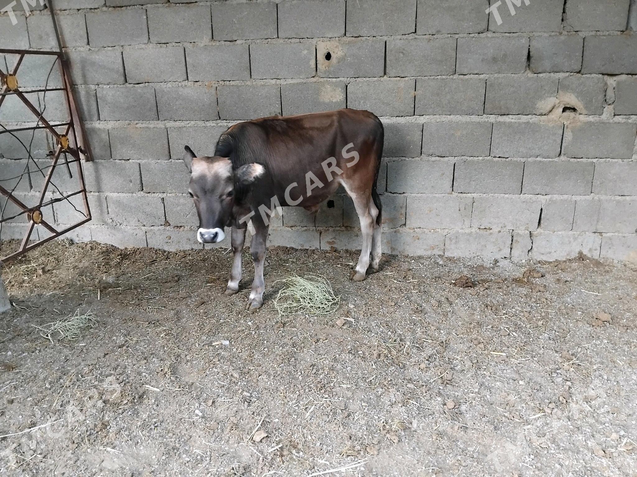 Öküz - Bäherden - img 3