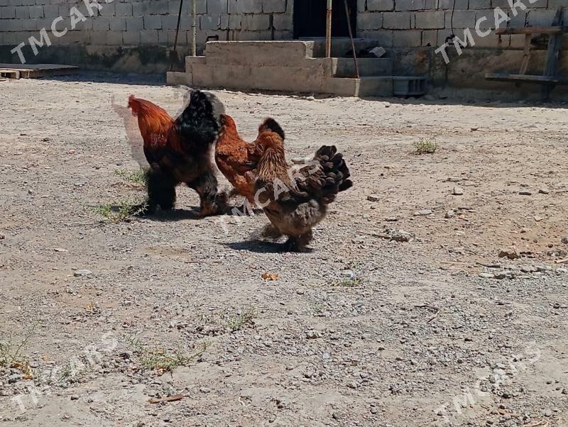 Brama golt - Aşgabat - img 2