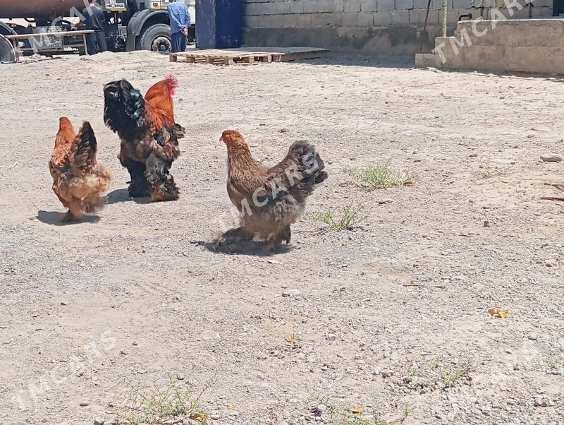 Brama golt - Aşgabat - img 6
