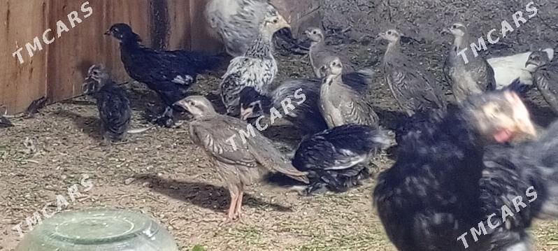 KÄKİLİK JÜJELER - Bagyr - img 2