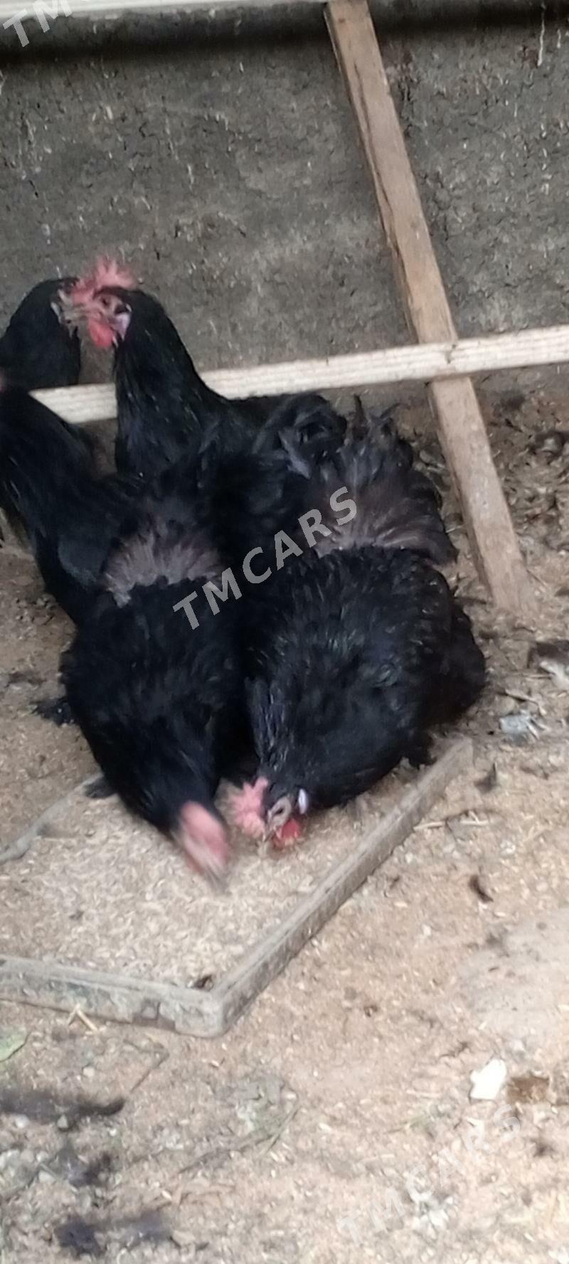 JİJERSİKİ TOWUKLAR - Bagyr - img 2