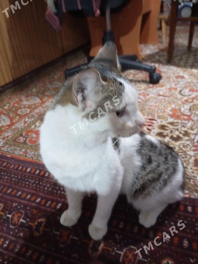 кошки - Ашхабад - img 3