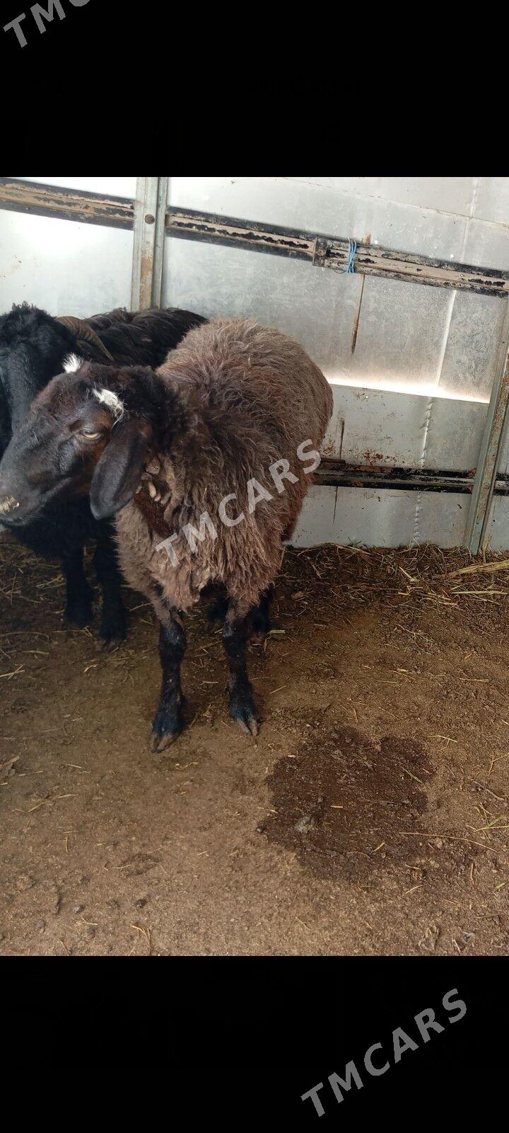 issek goyun - Çoganly - img 5