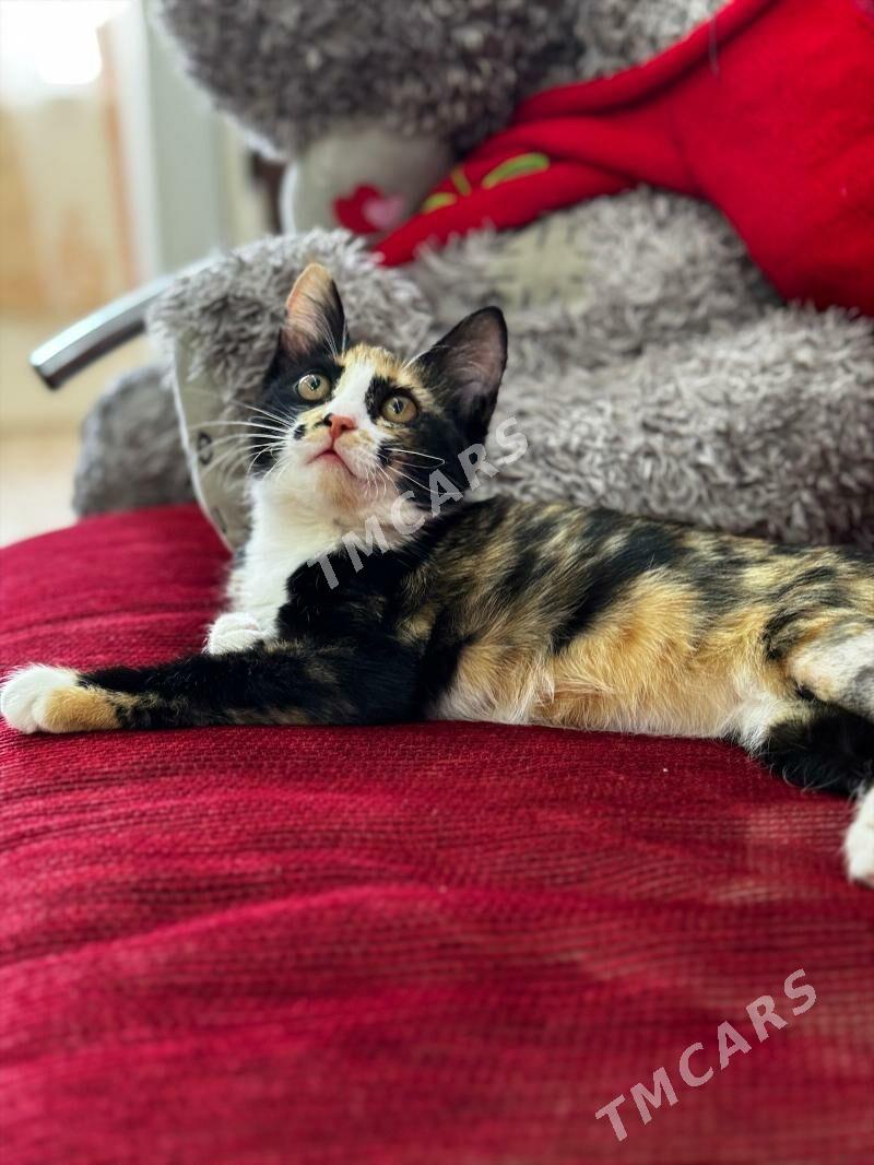 котенок - 8 мкр - img 2
