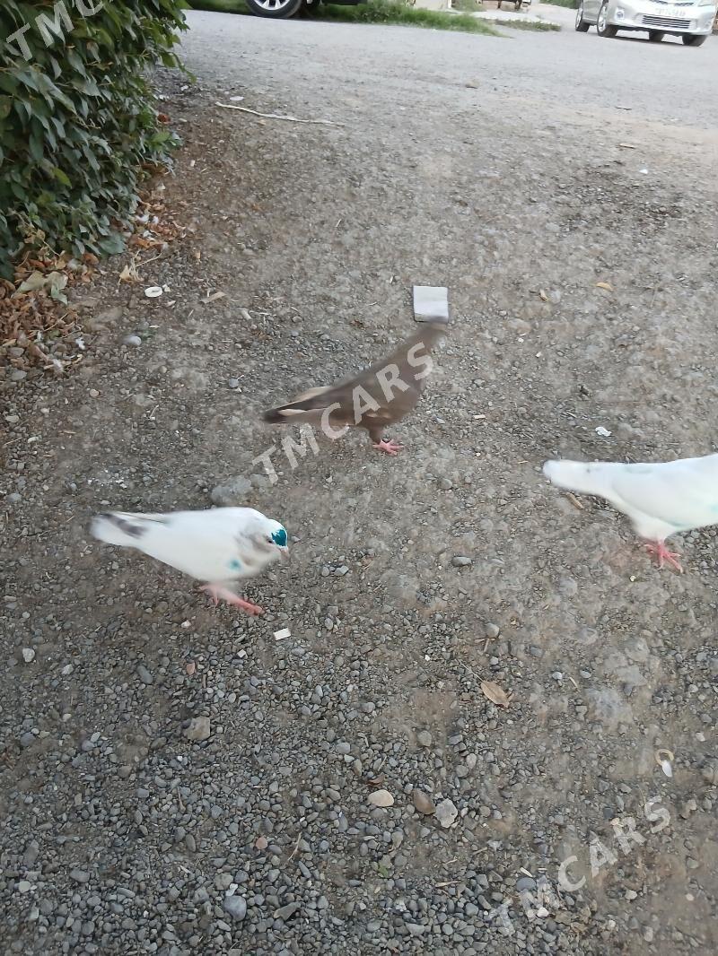 kepderı - Ашхабад - img 5