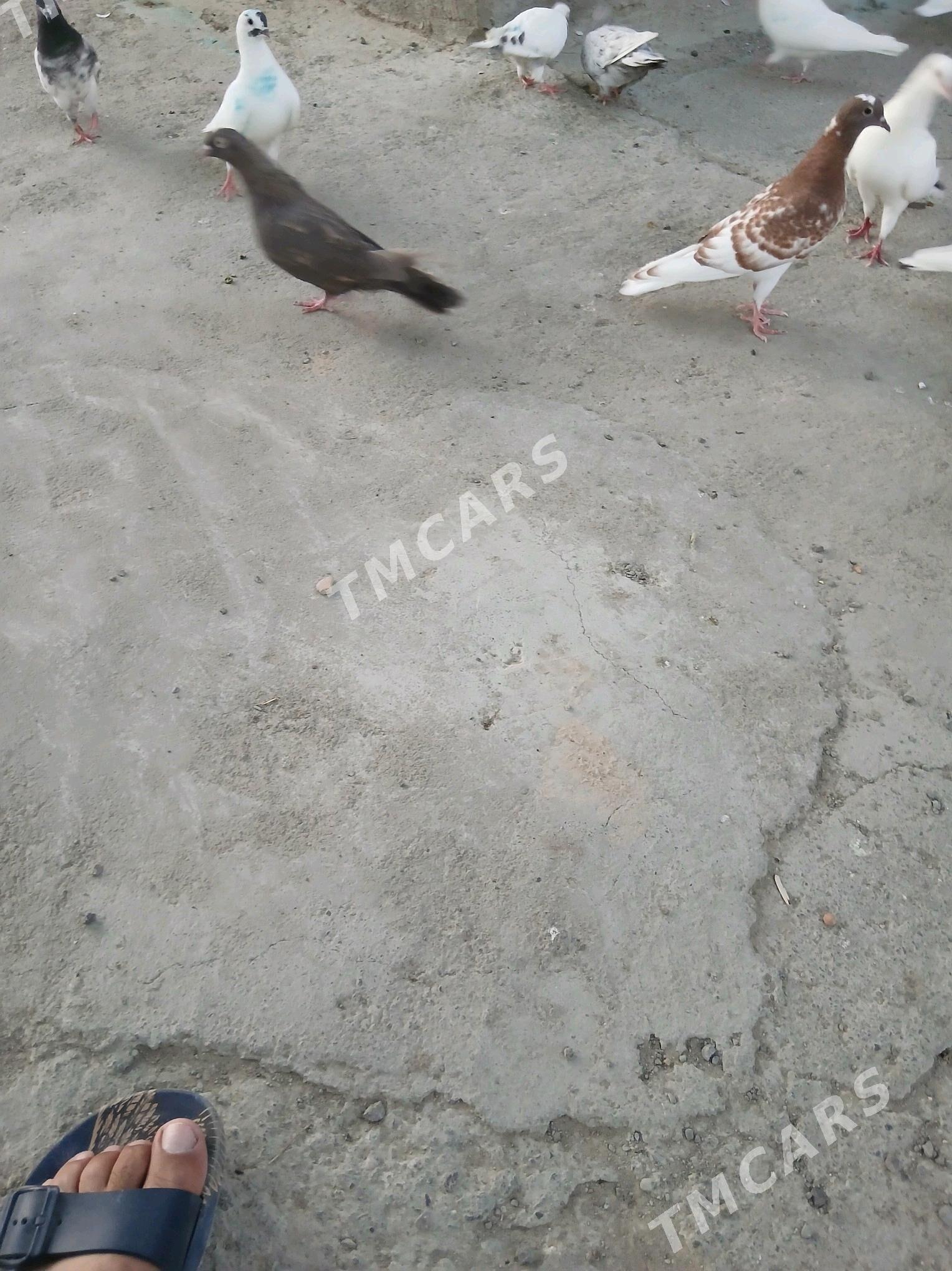 kepderı - Ашхабад - img 8