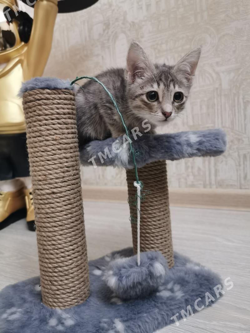Кошка - Ашхабад - img 2