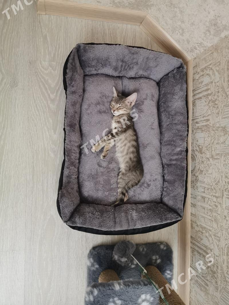 Кошка - Ашхабад - img 4