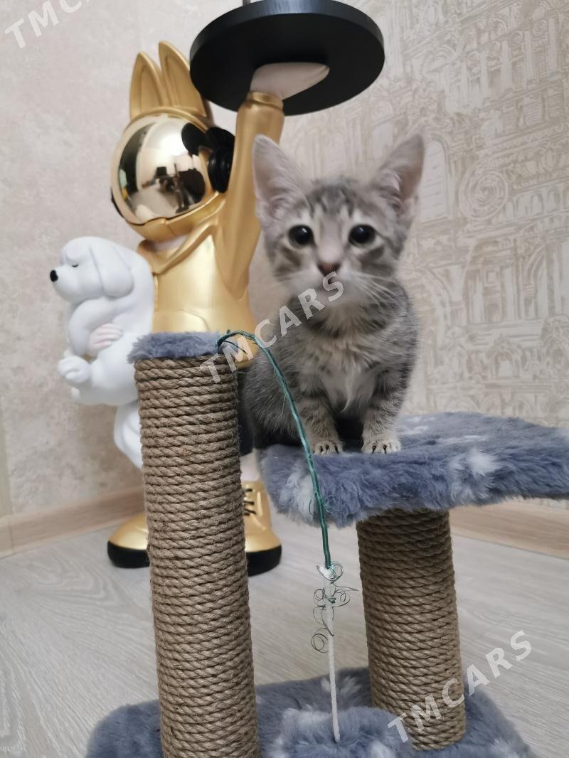 Кошка - Ашхабад - img 3