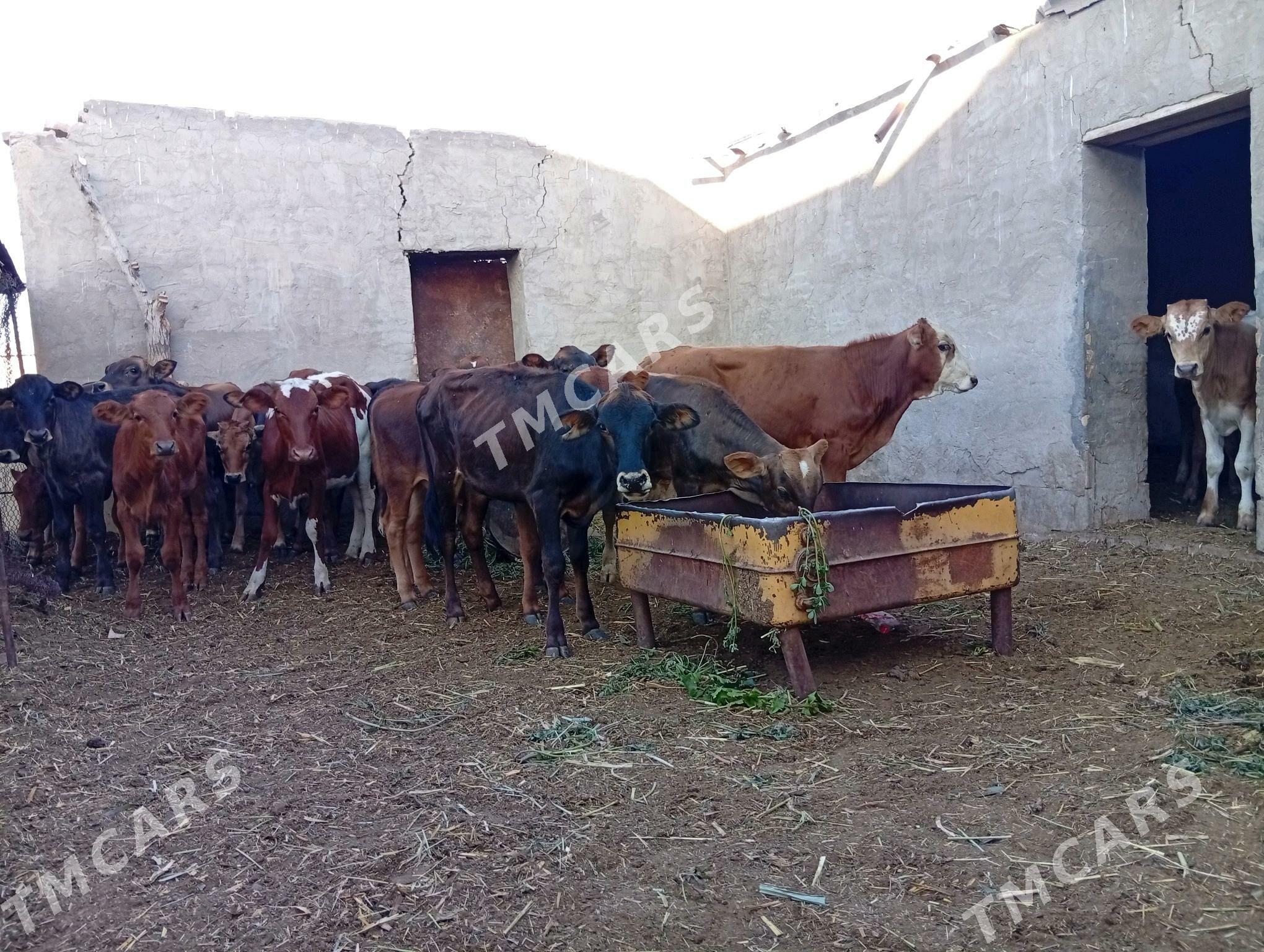 goleler okuzce - Mary - img 10