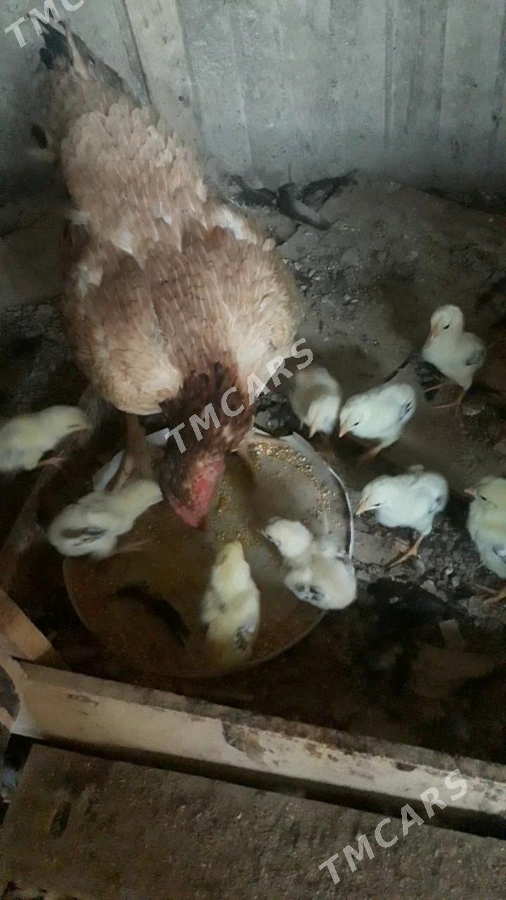 taskent juje - Büzmeýin - img 2