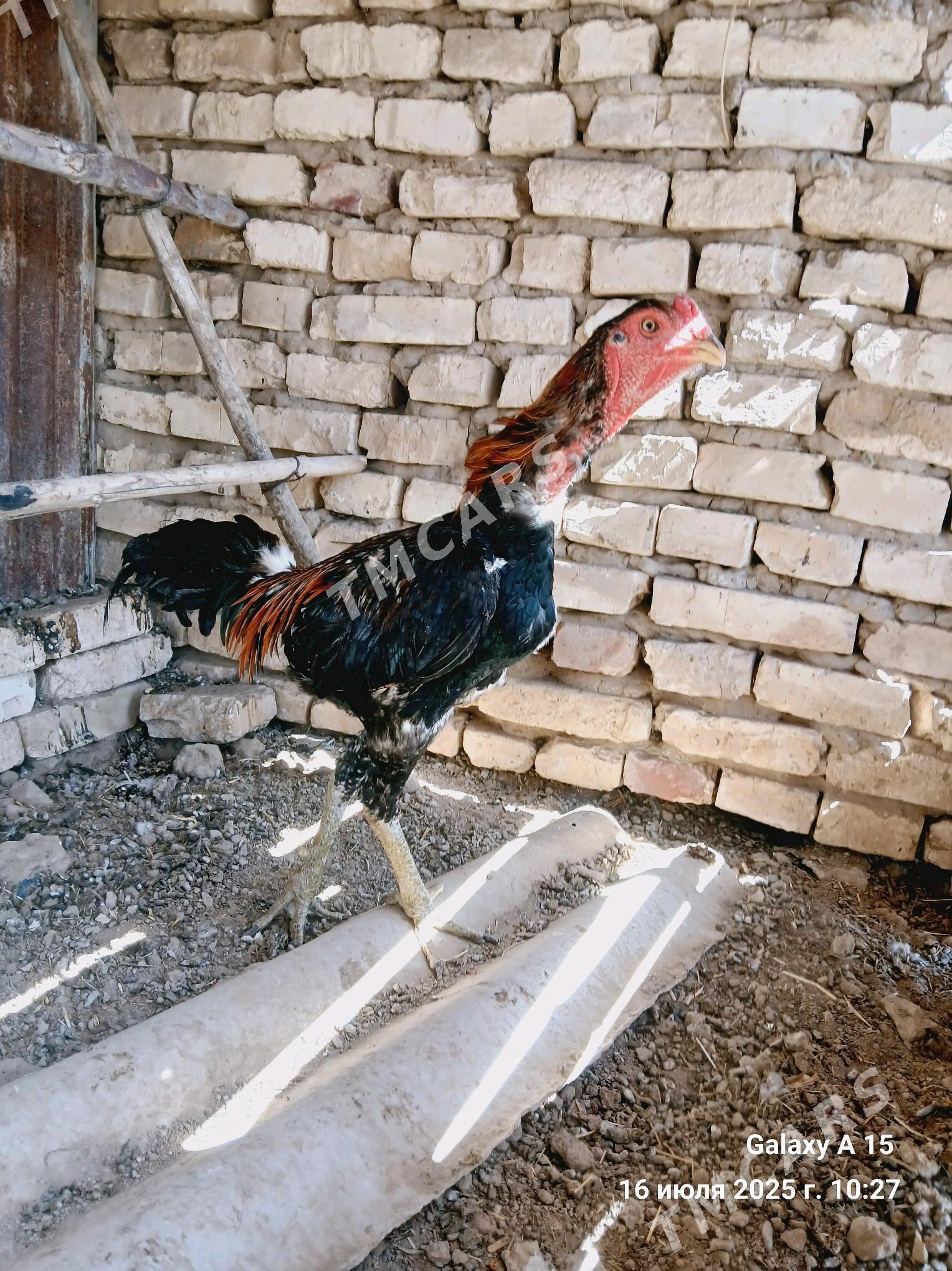 baysok horaz - Murgap - img 2