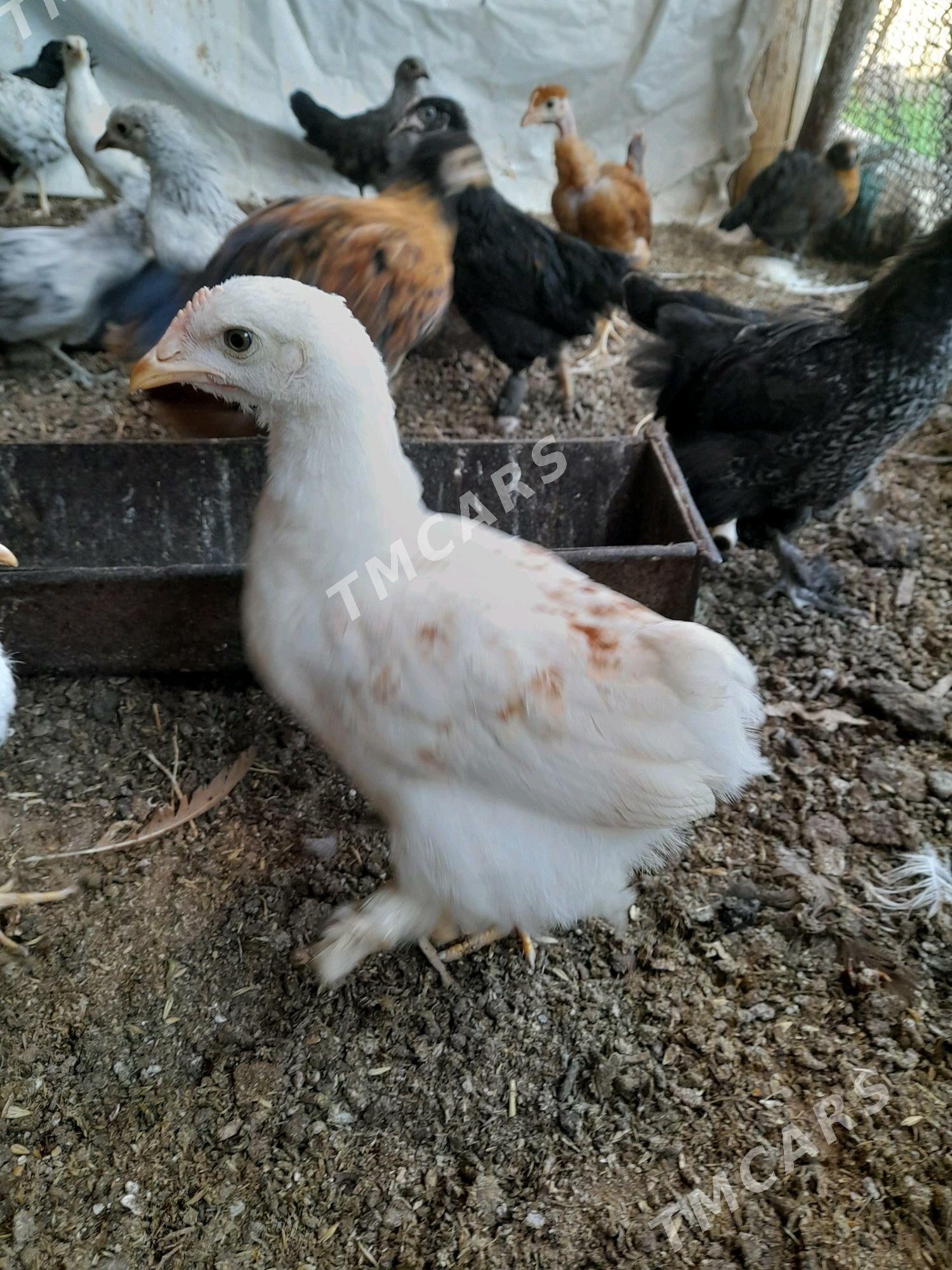 Balgar jüje - Çoganly - img 3