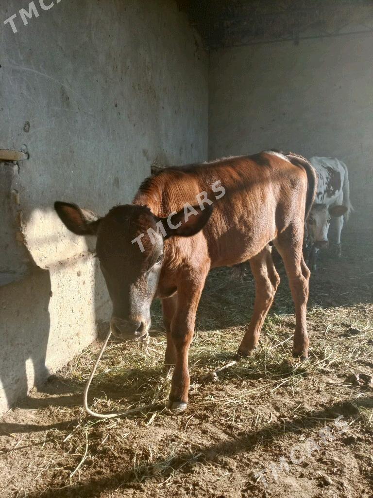 göleli sygyrlar - Dänew - img 3