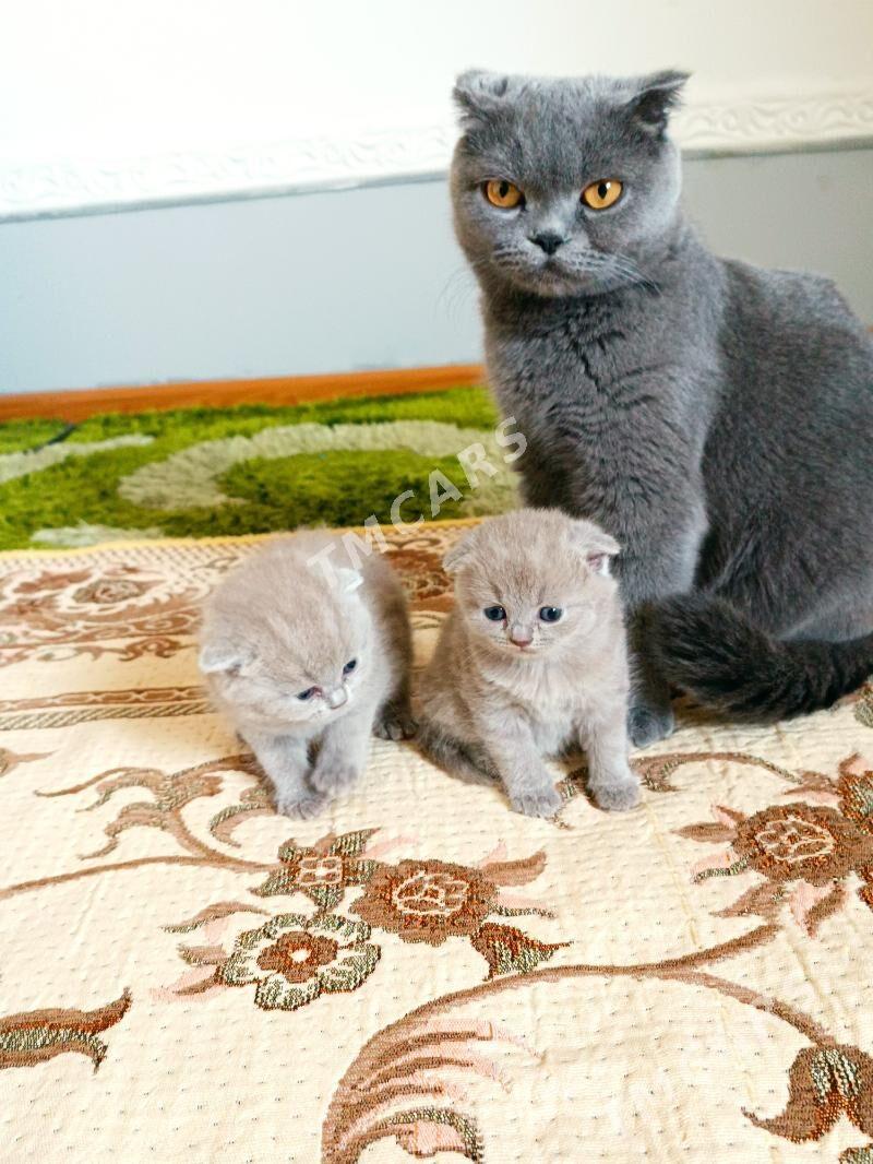 котята мишки лиловые - Ашхабад - img 3