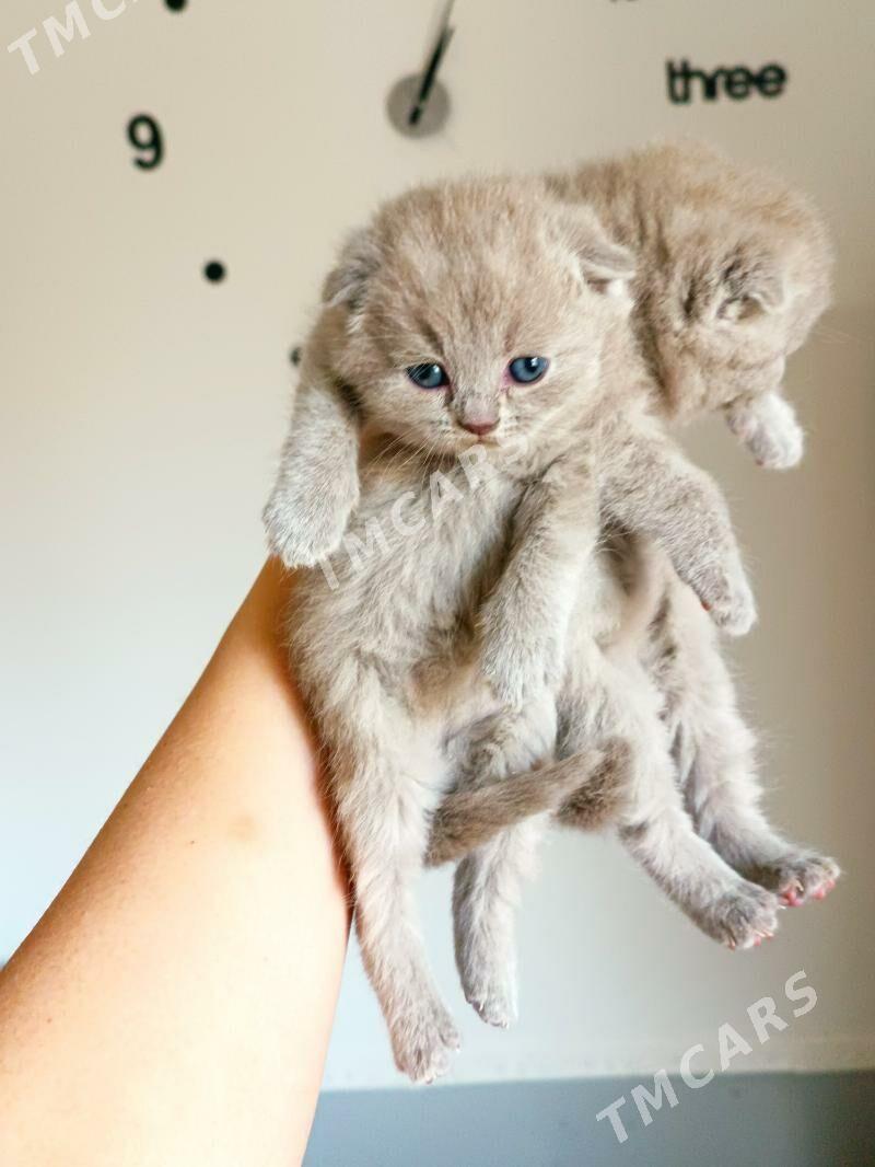 котята мишки лиловые - Ашхабад - img 4
