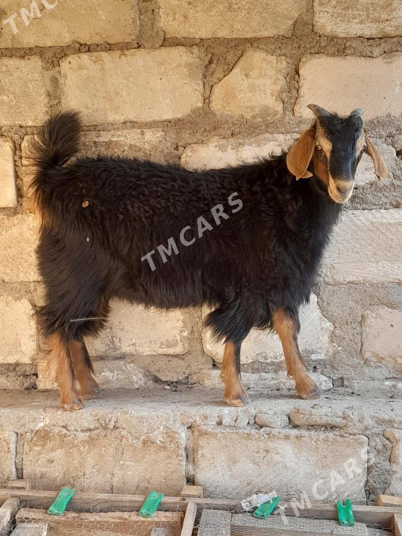 cebis - Türkmenbaşy - img 2