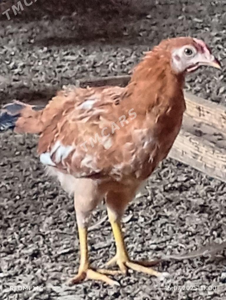 jüýje - Gökdepe - img 3