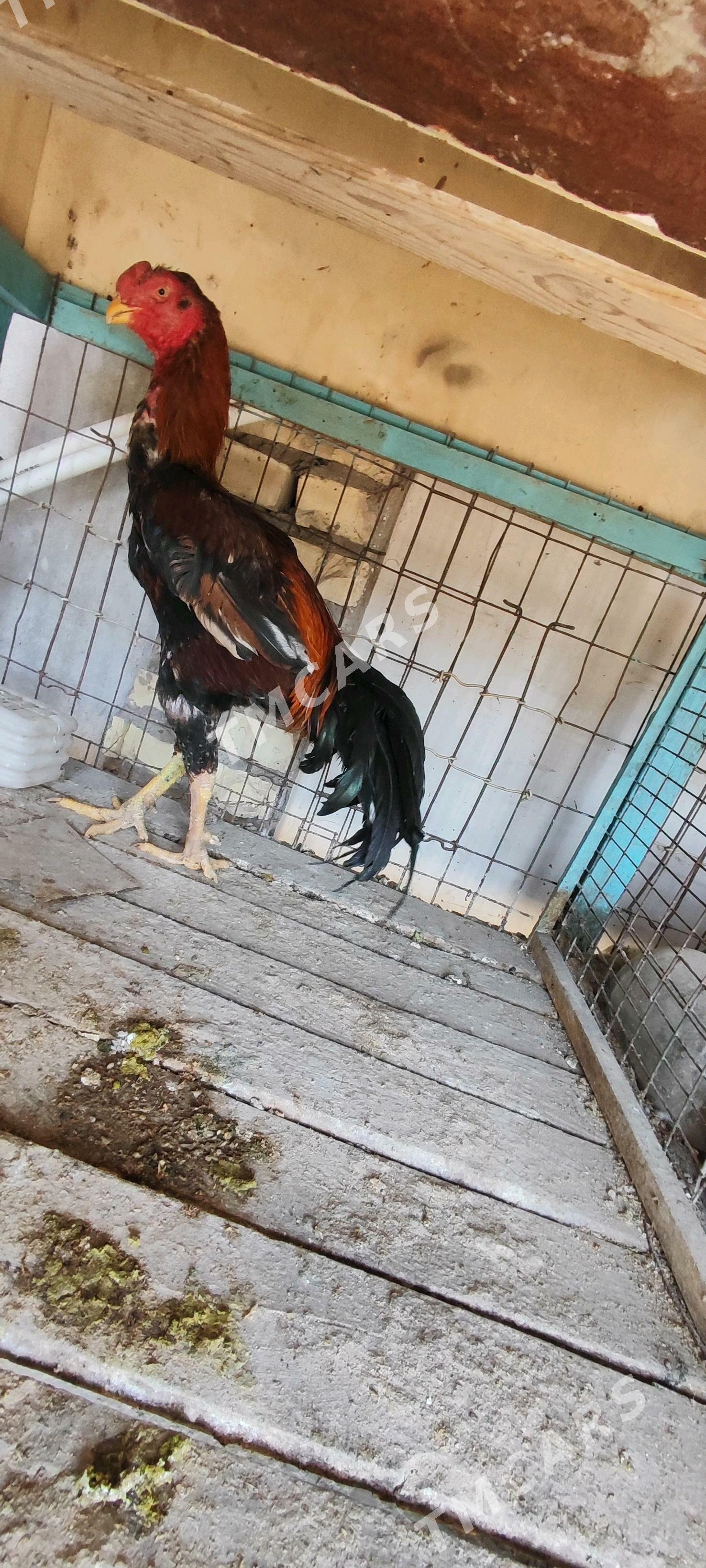 baysow horaz - Туркменабат - img 2