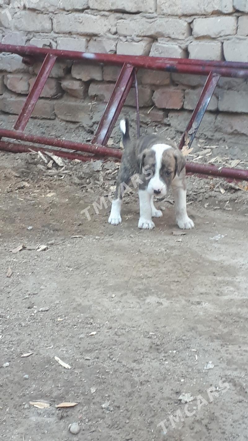 pitbull - Туркменабат - img 2