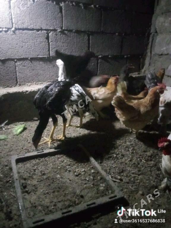 TAŞKENT HORAZ TOWUK - Туркменбаши - img 3