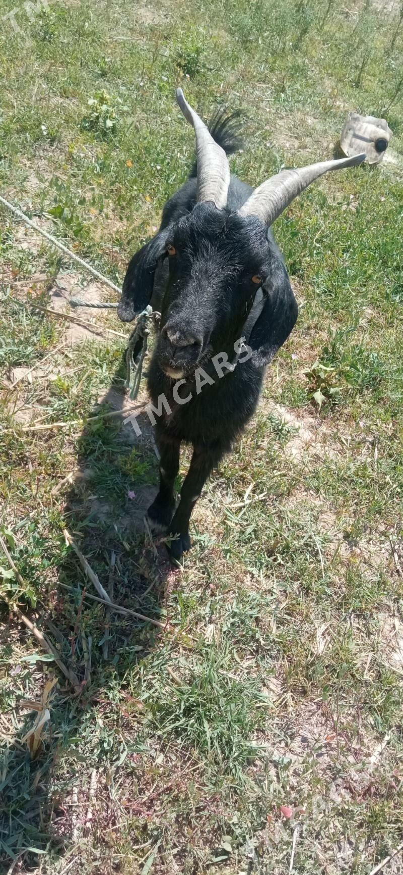 Geci - Daşoguz - img 3
