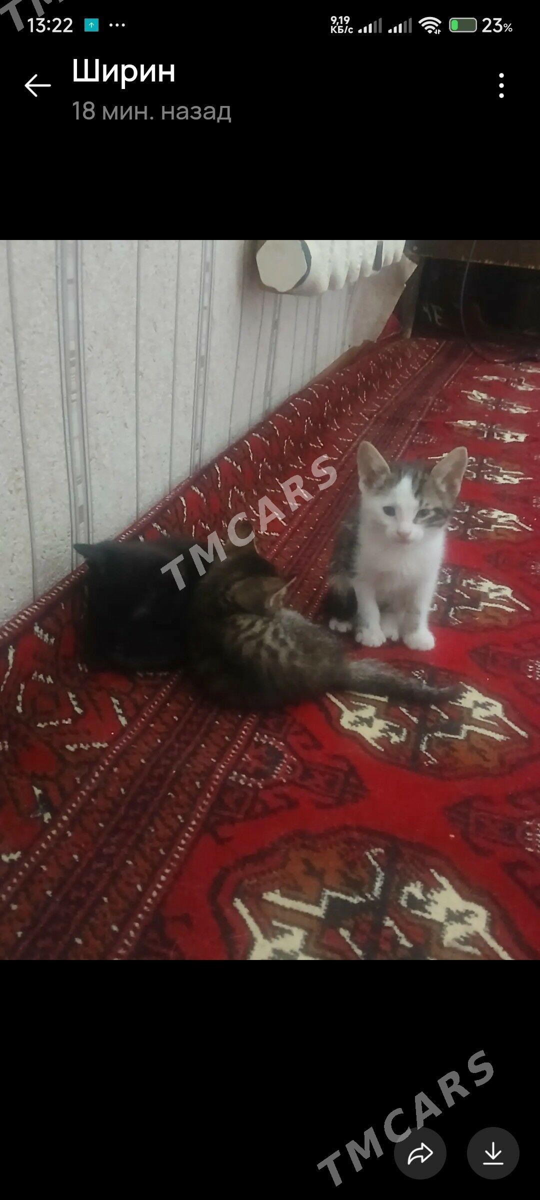 котята - Туркменабат - img 3