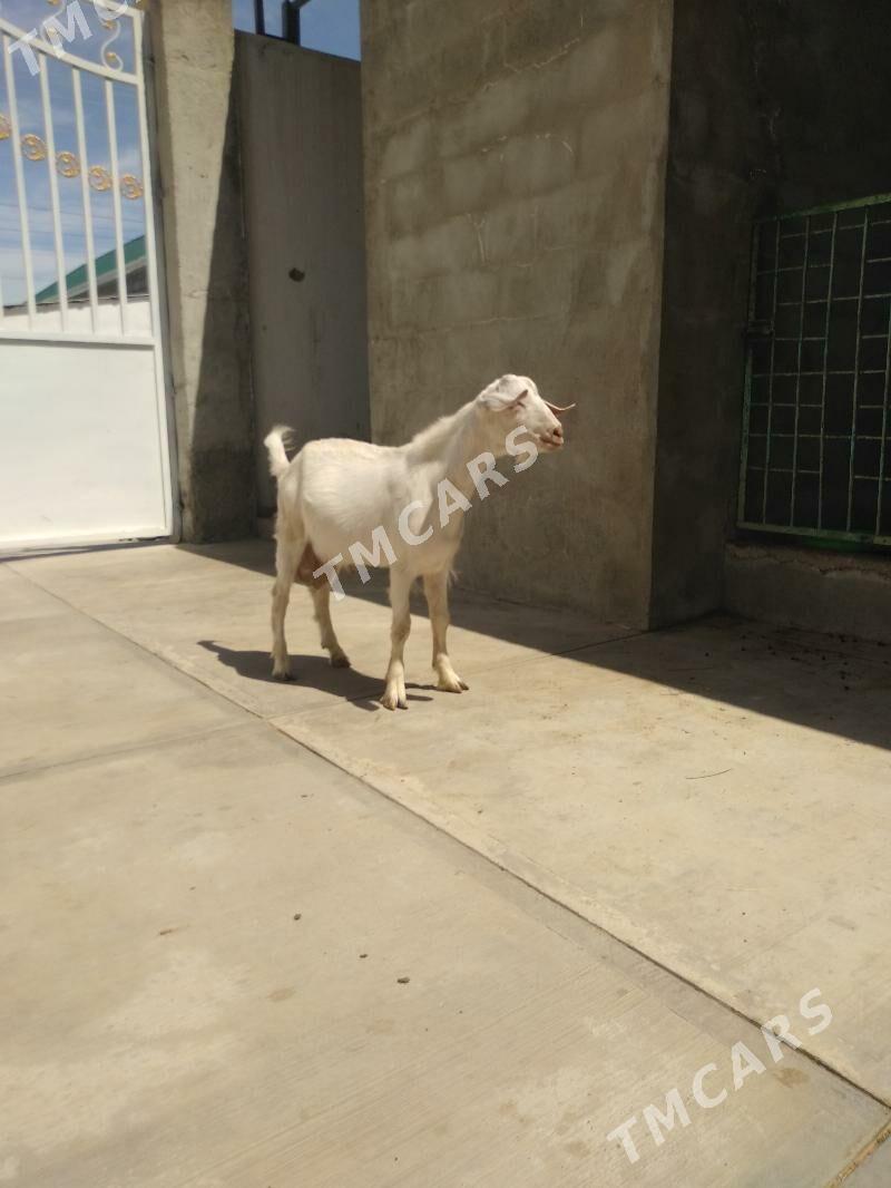Ak çebiş - Aşgabat - img 2