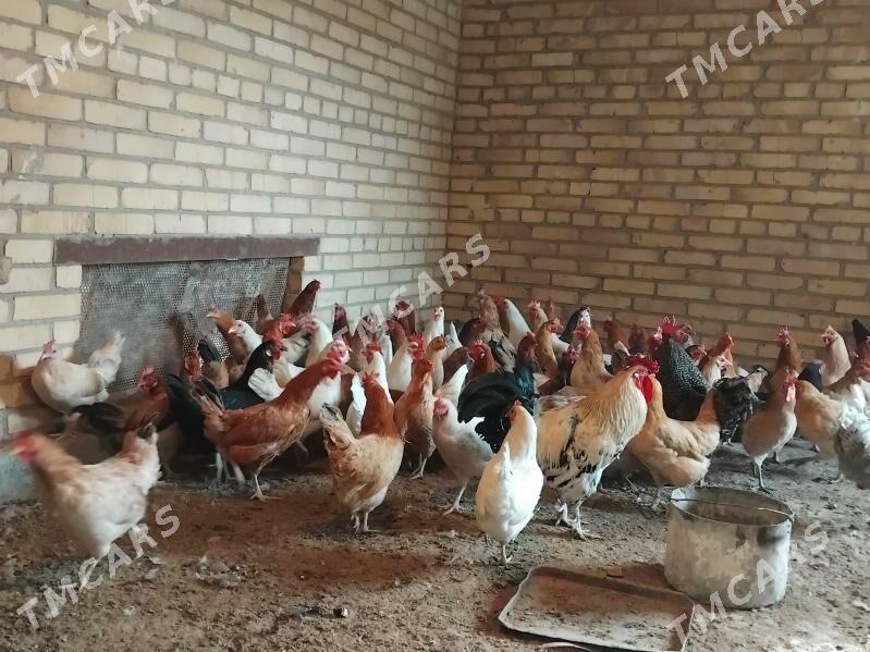 Towuklar - Sakar - img 2