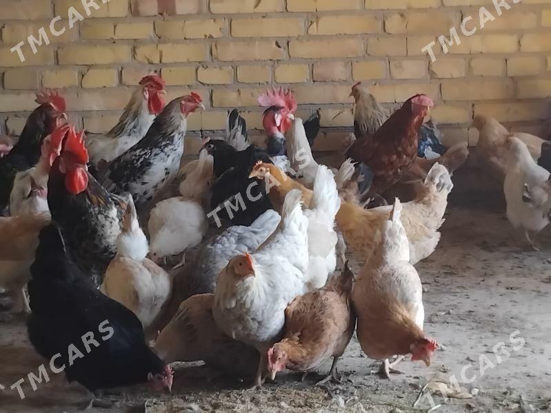Towuklar - Sakar - img 3