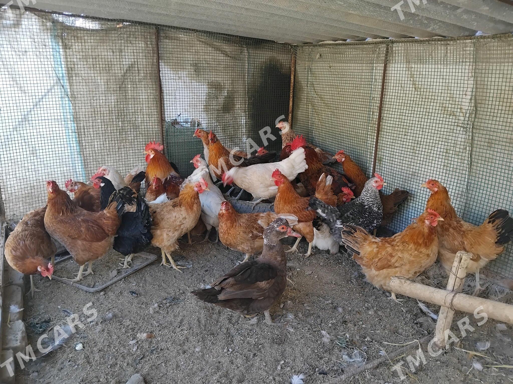 Towuklar - Sakar - img 6