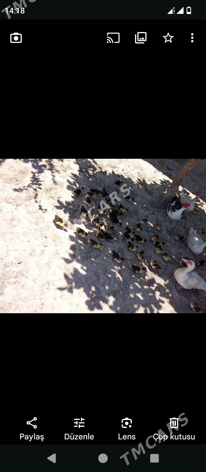 İndautga ordek - Büzmeýin - img 2